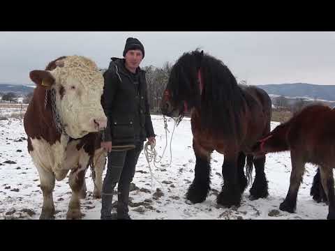 Caii lui Daniel de la Valea Mare de Cris, Bihor - 2022 Nou!!!