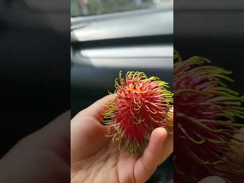 Rambutan information