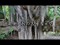 北金ヶ沢の大イチョウ（青森県深浦町）