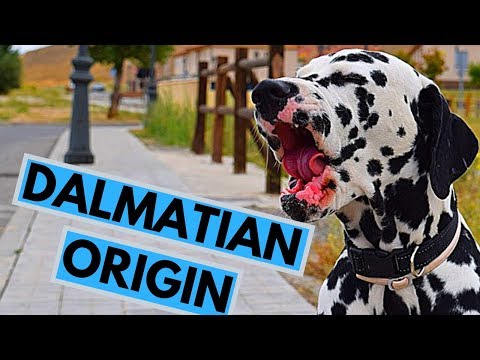 Dalmatian Dog Breed Origin
