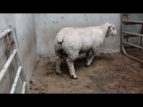 Purebred Registered Charlollais SIS ๐ rated - Image 2