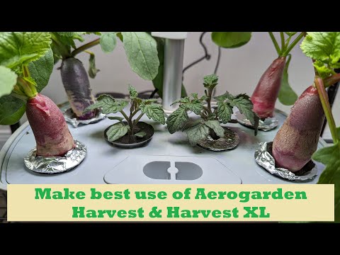 Make the best use of Aerogarden Harvest & Harvest XL Hydroponics (Tomato + French Breakfast Radish)