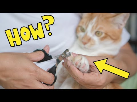 How to Safely Cut Your Cat's Nails (Complete Guide)
