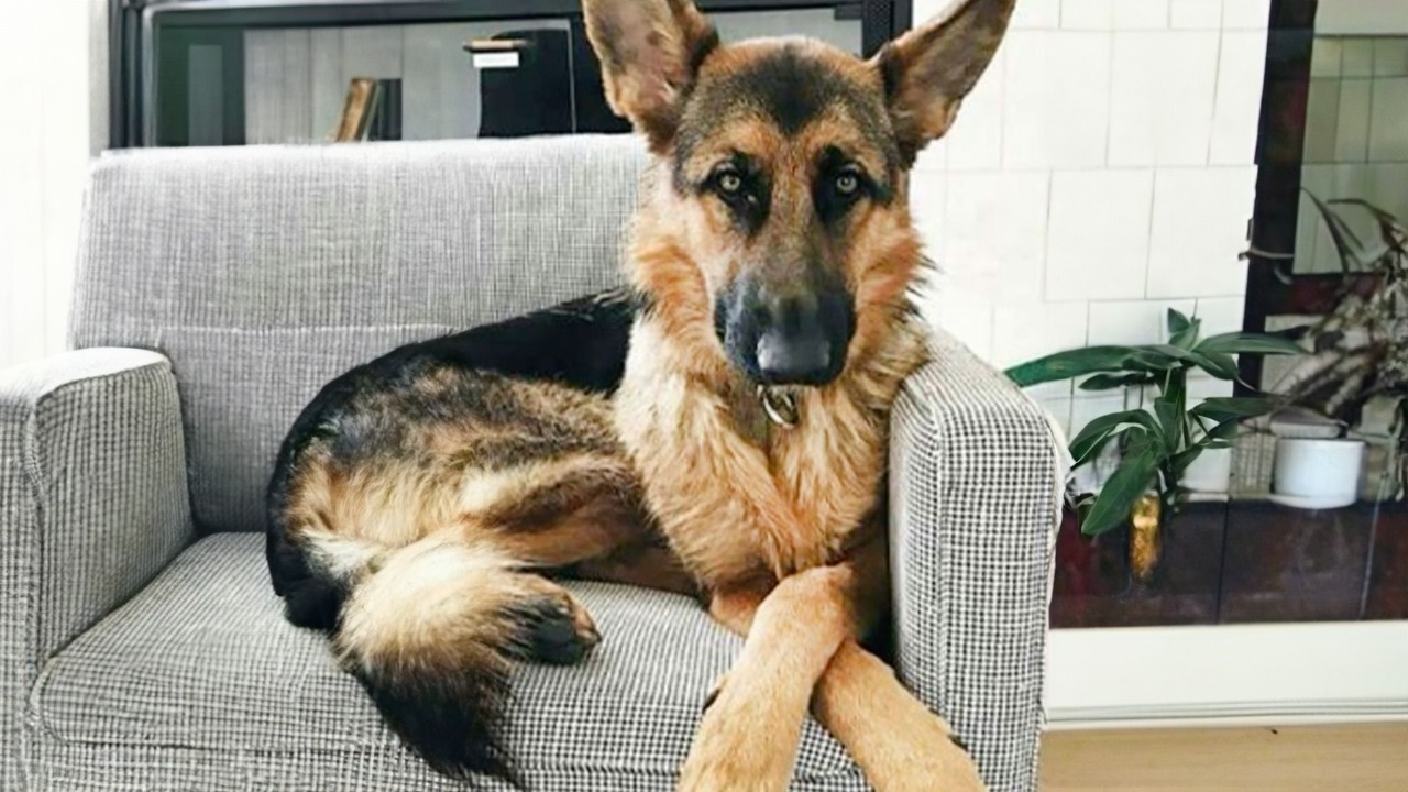 German Shepherds Are So Funny That You Laugh Uncontrollably😁