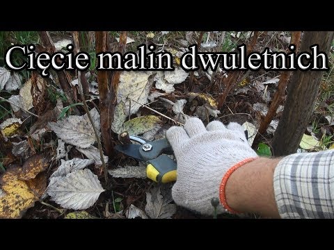 Ogrodowe pierdamony 40 - cięcie malin dwuletnich