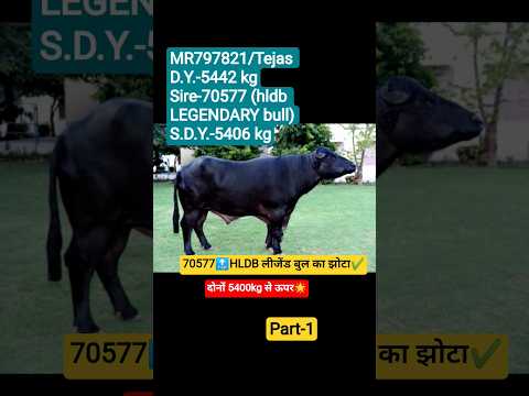 हिसार Bovine HBSSRC के टॉप मुर्रा बुल Part-1#murrah #shorts #shortsfeed #trendingshorts
