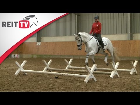 Springreiten lernen: Deine Frage zu Stangen- und Cavalettiarbeit Teil 2