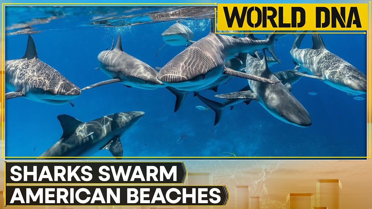 US Beaches Are Crawling With Dangerous Sharks | WION World DNA