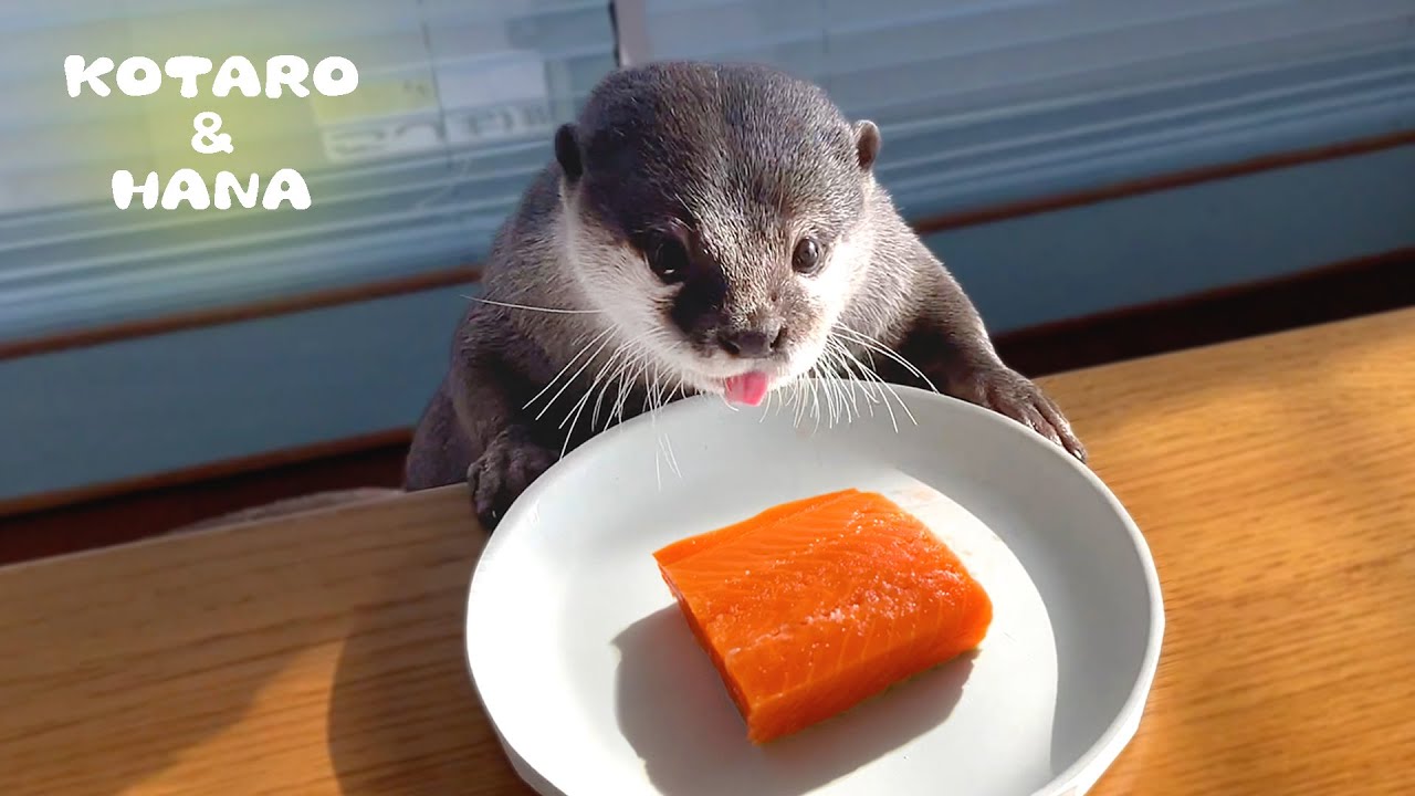ずっと我慢してたサーモン登場に嬉しさ大爆発のカワウソ　Otter Excited about Salmon Cheat Day