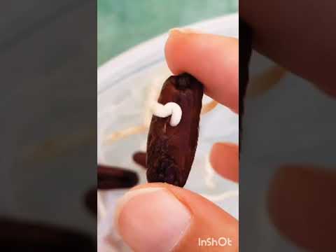 How to grow dates (khajoor) #shorts #gardening #date #nature #seedgermination