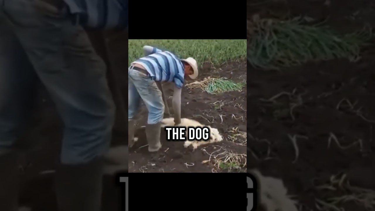 This man buried his dog alive because.. 🥺 #shorts