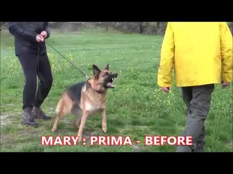 Psicofarmaci sui cani per curarli dall'aggressività...GRANDE NO !