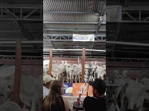 leilão boi  rosário do ivai  quinta feira...