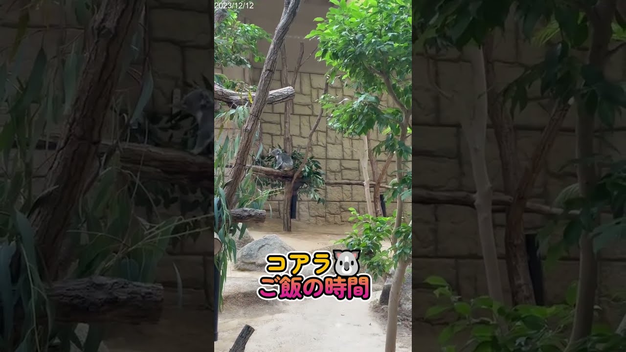 【コアラ】縦動画 ご飯前のコアラ達😊