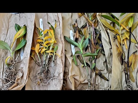 Sophie's Garden My newest Orchid order，very disappointed！