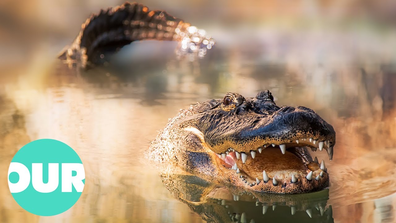 Amazing Facts and Behaviors of Alligators