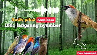 Download lagu Suara pikat kaso kaso 100% langsung nyamber!!! mp3 Download lagu Suara pikat kaso kaso 100% langsung nyamber!!! mp3