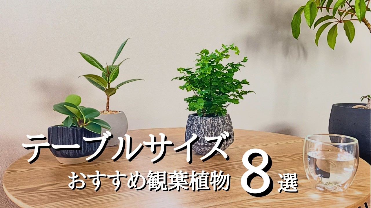 【小さく育てたい人へ】テーブルに飾れるおすすめ観葉植物8選