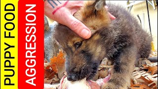 Puppy Food Aggression - How I Fix It