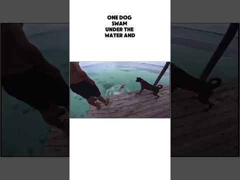 Why Are Sharks Afraid Of Dogs?