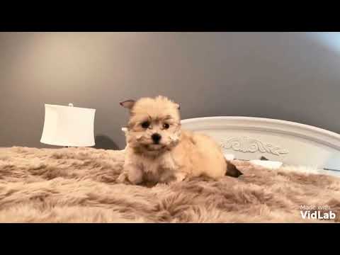 With a wiggle of his tail and spring in his step, Romeo has the look and personality