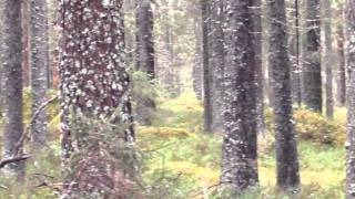 preview picture of video 'Ståndskall på älg av gråhunden Tello 2014-10-26'