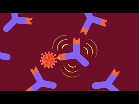 What Are Antibodies?