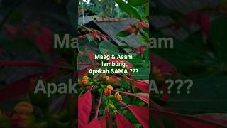 Download lagu perbedaan Maag & Asam lambung,2 hal yang sangat berbeda#fypシ゚viral #videoshort #maag mp3