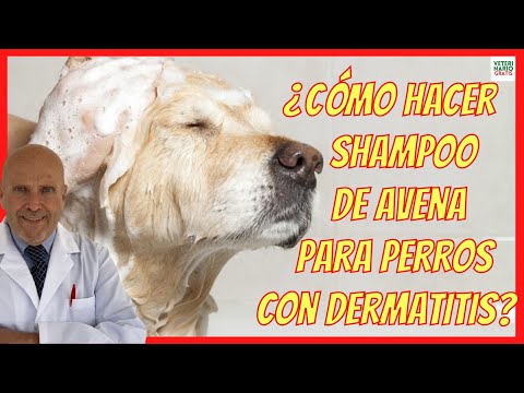 HOW TO MAKE OAT SHAMPOO FOR DOGS WITH DERMATITIS? ❤️+ 2 TRICKS