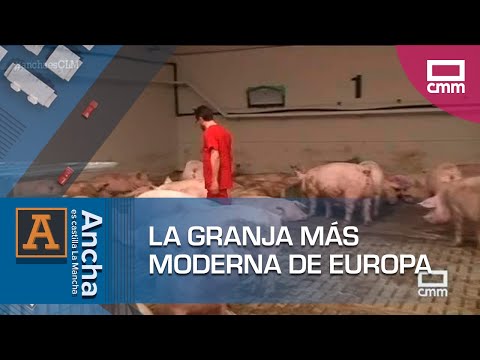 , title : 'La granja de cerdos más moderna de Europa está en Belinchón | Ancha Es Castilla-La Mancha'