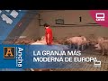 La Granja De Cerdos Más Moderna De Europa Está En Belinchón Ancha Es Castilla La Mancha