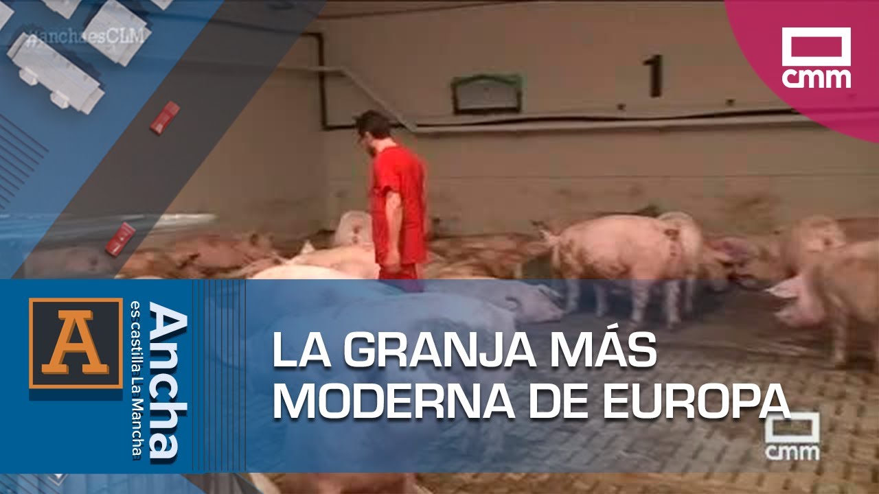 La granja de cerdos más moderna de Europa está en Belinchón | Ancha Es Castilla-La Mancha
