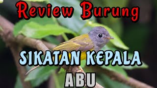 Download lagu Grey-Headed Canary-Flycatcher Review mp3