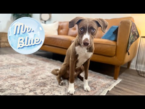 Mr Blue Sparkling Eyes, Tender heart, an adoptable Smooth Collie & Husky Mix in Guilderland, NY_image-1