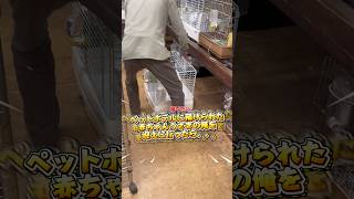 俺おかえり🎶 #youtube #うさぎ #rabbit #しろうさぎ #赤ちゃんうさぎ #動物 #癒し #animals #俺と松下#面白い#チャンネル登録お願いします