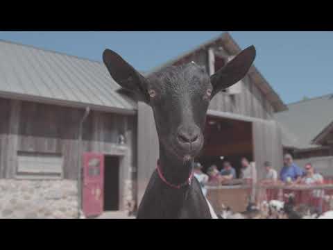 download lagu mp3 mp4 Farmstead Goat Cheese, download lagu Farmstead Goat Cheese gratis, unduh video klip Farmstead Goat Cheese