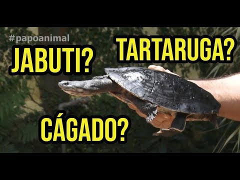DO YOU KNOW THE DIFFERENCE BETWEEN A TORTOISE, A TURTLE AND A TORTOISE?