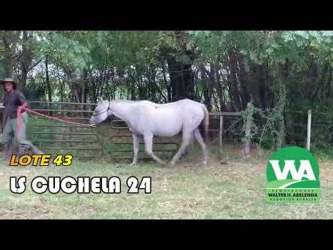 Lote LS CUCHELA 24