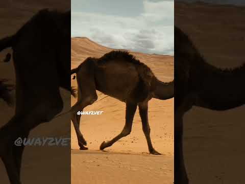 Rajasthani camels🐫#arabian#vetmiracles #desertlion#trending @way2vet