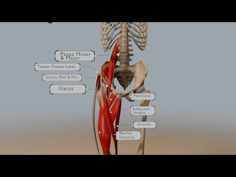 Understanding Hip Flexion: Anatomy, Muscles, and Range of Motion