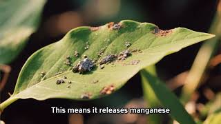 How to Apply Manganese Carbonate in Foliar Sprays