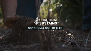 Sorghum Sustains - Sorghum and Soil Health