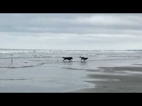 Dog friendly wide open sandy beach. 