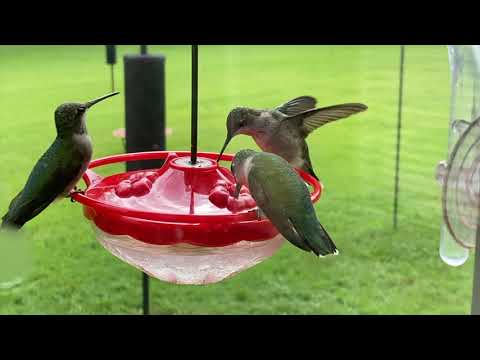 The Great Migration 4k   4K