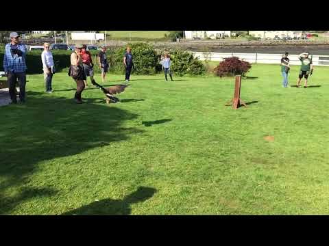Falcon Flying in Slow-Motion #1