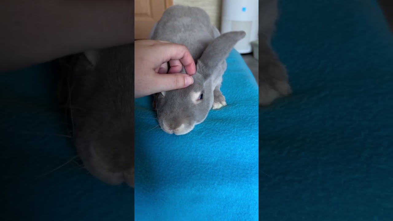 Enlarge Moon, a Adoptable Rex in Groton, VT video 6/6