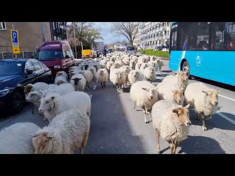 Schapen naar de Ooij bij Nijmegen
