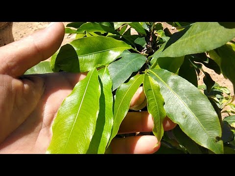 Tạo nụ cho mai vàng thời điểm nào?