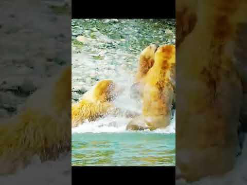 Картина 3 медведя!)#хищники#медведь #медведи #животные #
