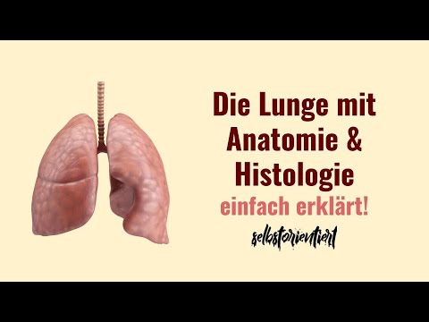 Anatomie & Histologie der Lunge einfach erklärt! - Aufbau | Funktion | Mensch | Deutsch | PDF